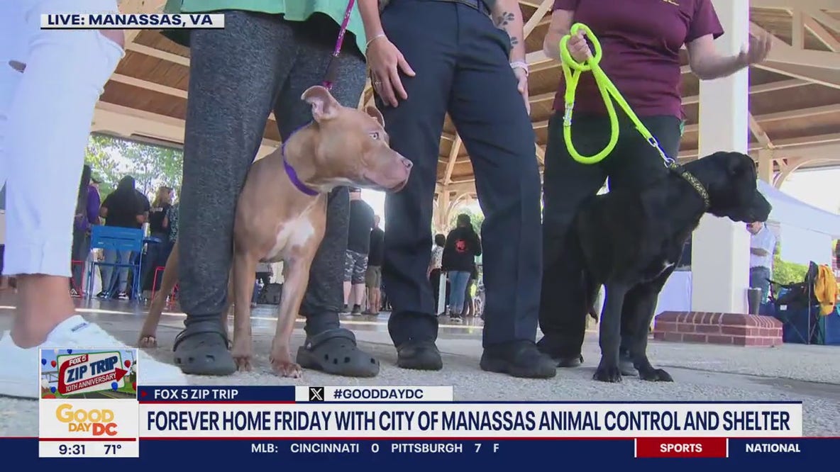 Zip Trip Manassas: Forever Home Friday